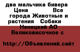 два мальчика бивера › Цена ­ 19 000 - Все города Животные и растения » Собаки   . Ненецкий АО,Великовисочное с.